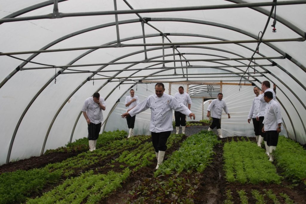 Several chefs in white coats and rubber boots walk among rows of leafy greens inside a greenhouse or polytunnel.