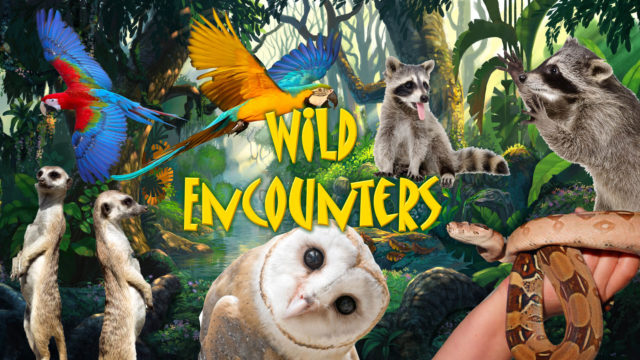 A colorful jungle scene with parrots, meerkats, raccoons, an owl, and a snake on a person's hand, with the text