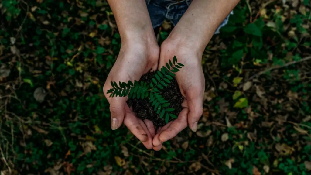 A person holds a small green plant with soil in their cupped hands, with green foliage and leaves visible on the ground below.