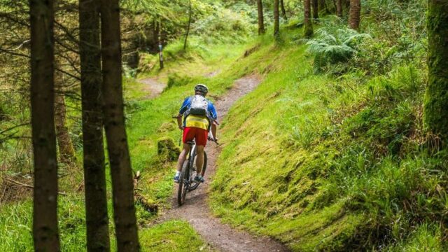 A person wearing a helmet and backpack rides a mountain bike along a winding dirt trail through a lush, green forest.