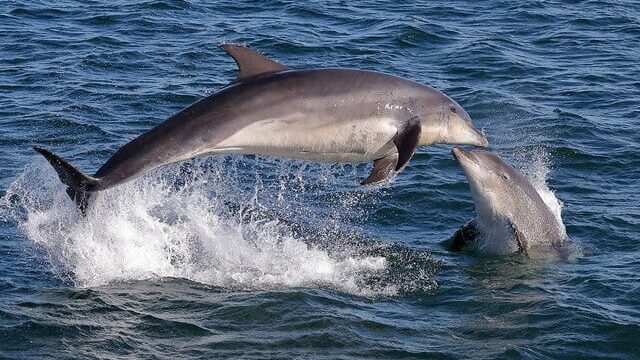 A dolphin leaps out of the water while another dolphin surfaces nearby in the ocean.