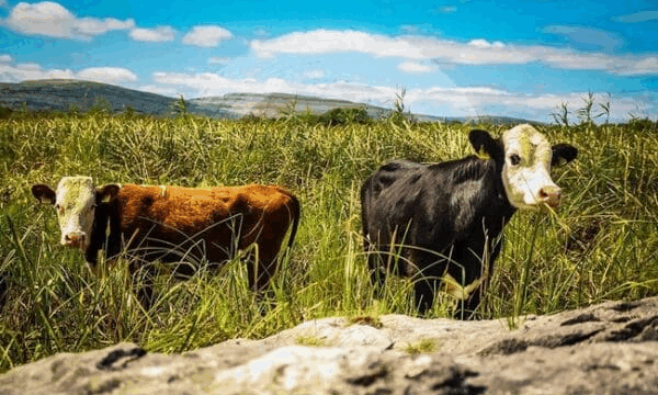 Two cows, one brown and one black with a white face, stand in a grassy field with hills and blue sky in the background.