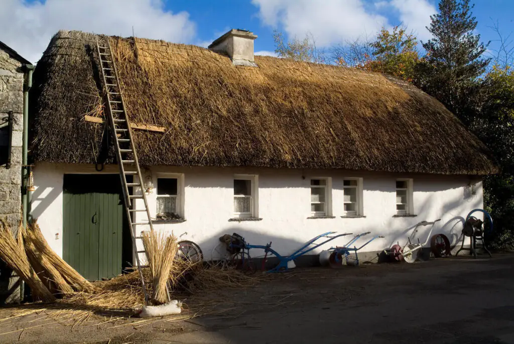 A white cottage with a thatched roof under repair, a ladder leaning on the roof, and bundles of reeds and old farming tools in front of the building.