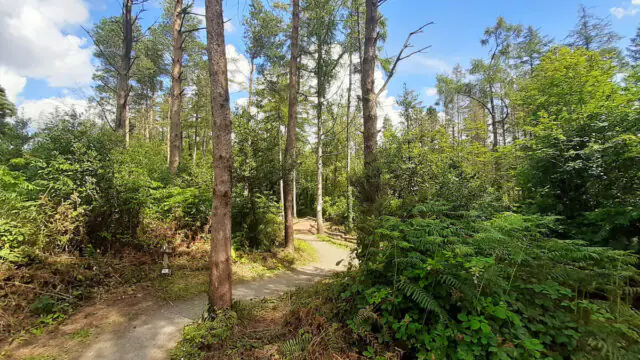 A dirt path winds through a forested area with tall trees, dense green foliage, and a partly cloudy sky overhead.