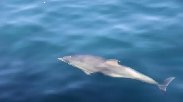A dolphin swims just below the surface of calm, blue ocean water.