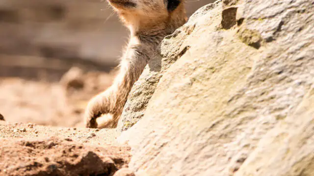 A meerkat peeks out from behind a large rock, surrounded by sandy ground in a sunlit outdoor setting.