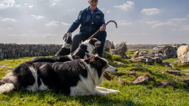 A person in outdoor clothing sits on grass with three black and white Border Collies. Rocky terrain and a stone wall are in the background under a partly cloudy sky.